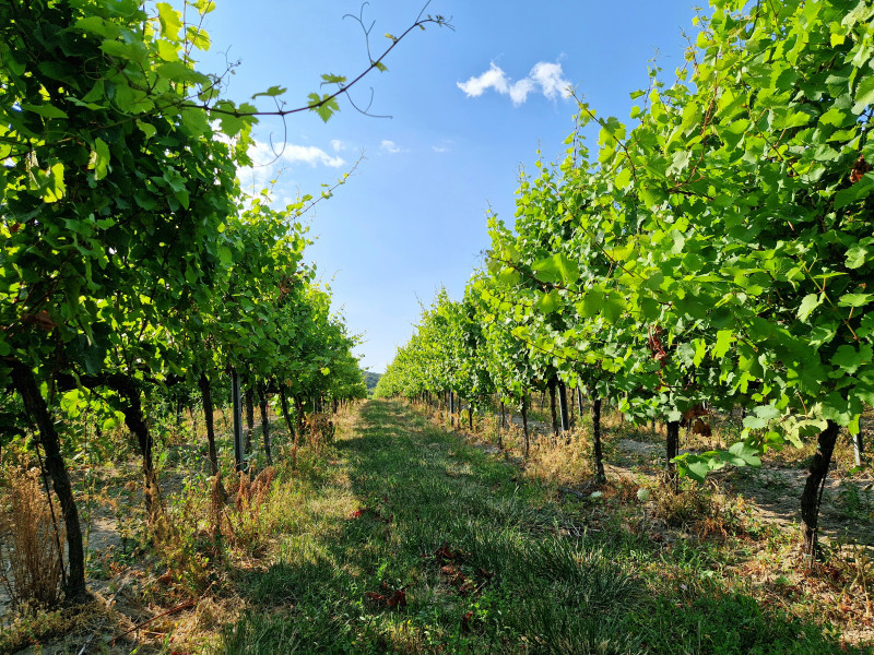 Summer in the vineyard